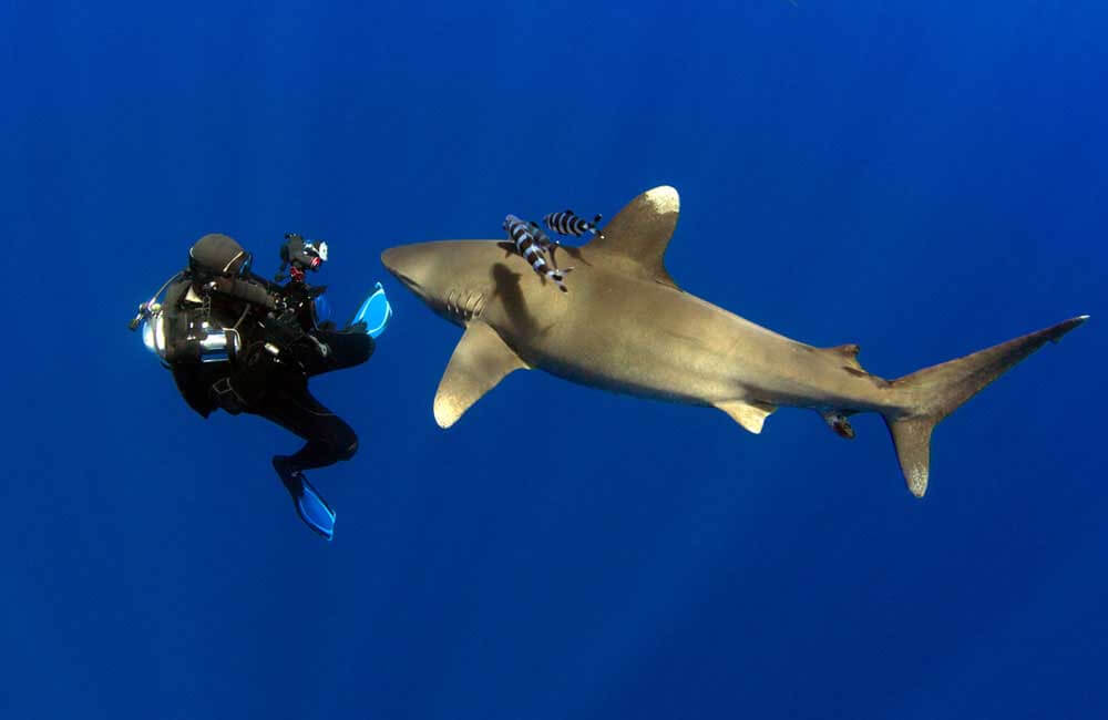 What to Expect During Manta Ray Diving Palau Trips
